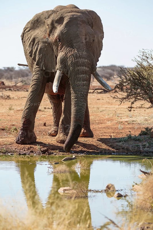 Elephant bull (Loxodonta africana) at the waterhole