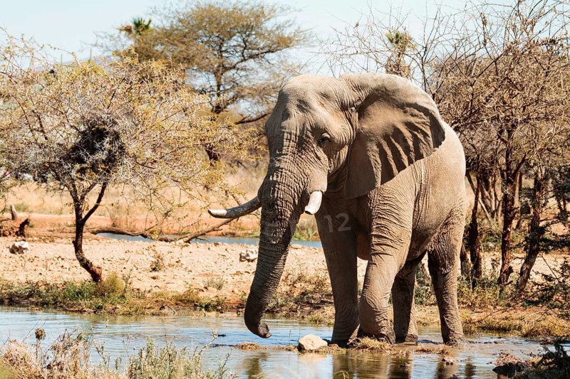Elephant bull (Loxodonta africana) at the waterhole