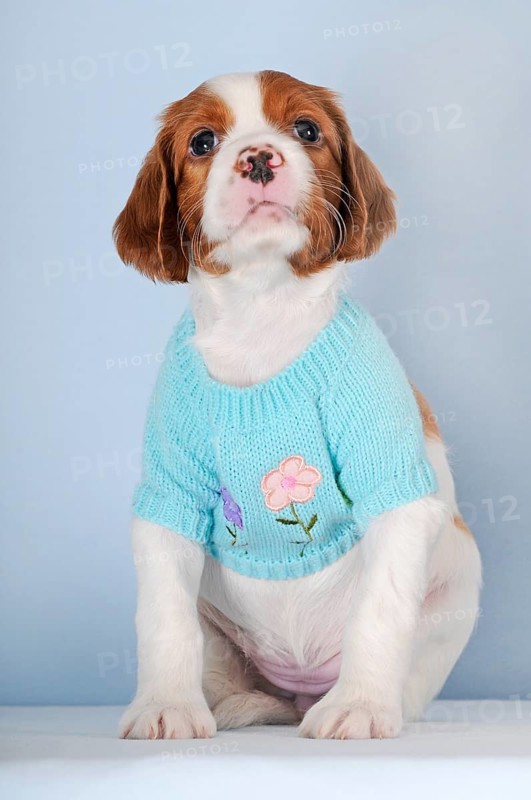 Irish Red and White Setter