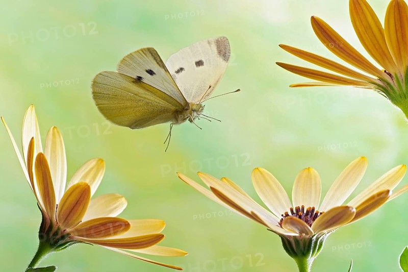 Small white (Pieris rapae)