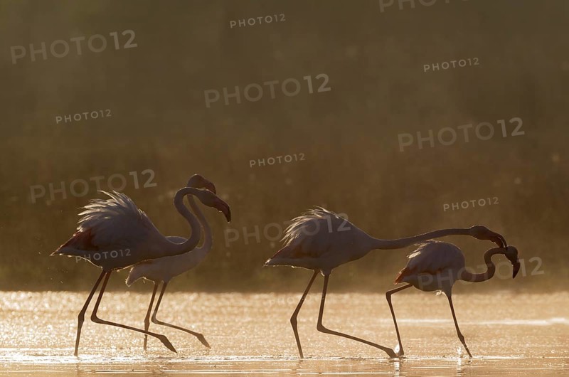 Greater Flamingo (Phoenicopterus roseus)