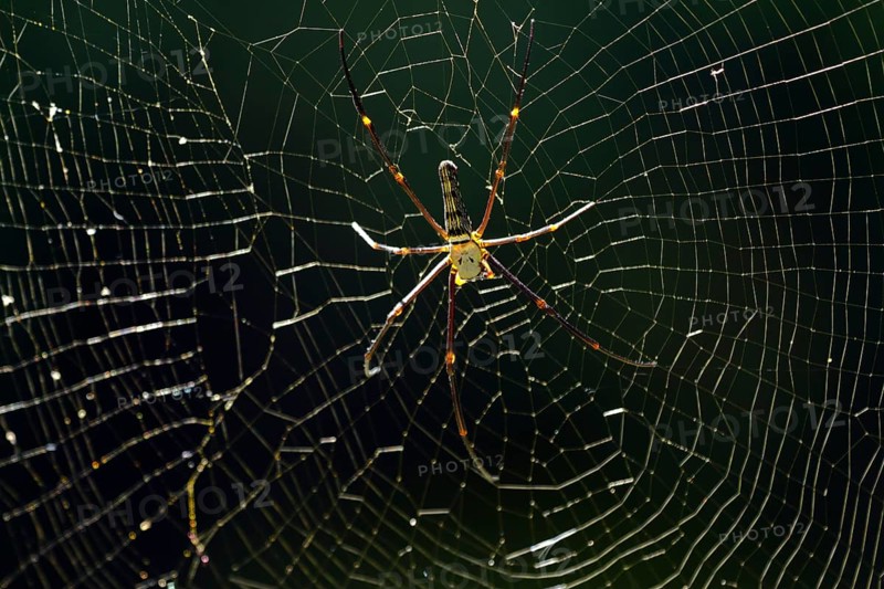 Silk spider (Nephila pilipes)