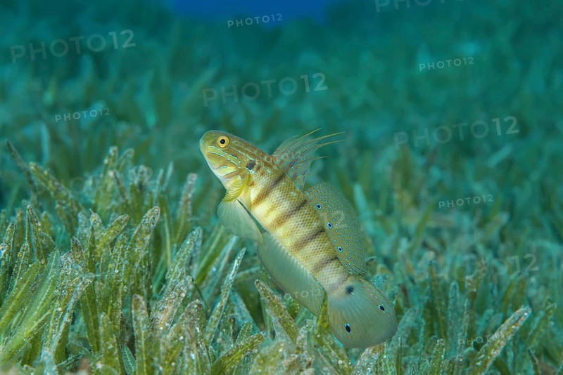 Whitelined Goby (Amblygobius albimaculatus) protects nest built in the seagrass