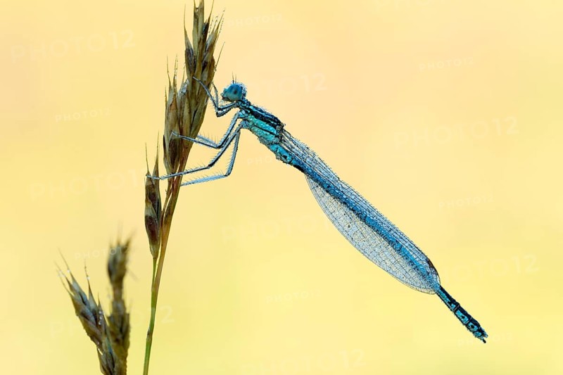 White-legged damselfly (Platycnemis pennipes)