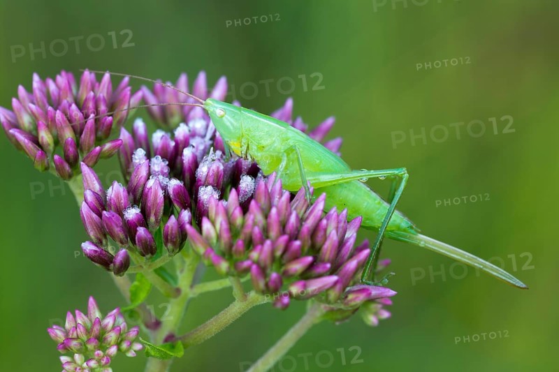 Large Leaning Head Scare (Ruspolia nitidula)