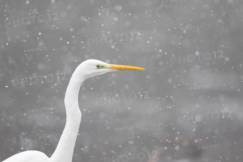 Great egret (Ardea alba)