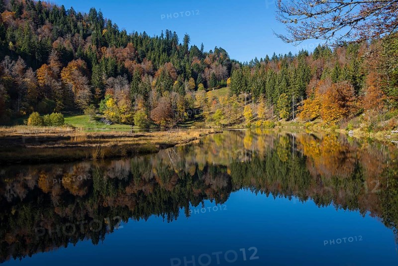 Lake with autumnal forest