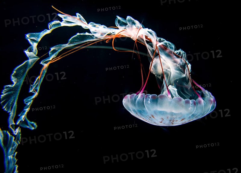 Illuminated purple-striped jellyfish (Chrysaora colorata)