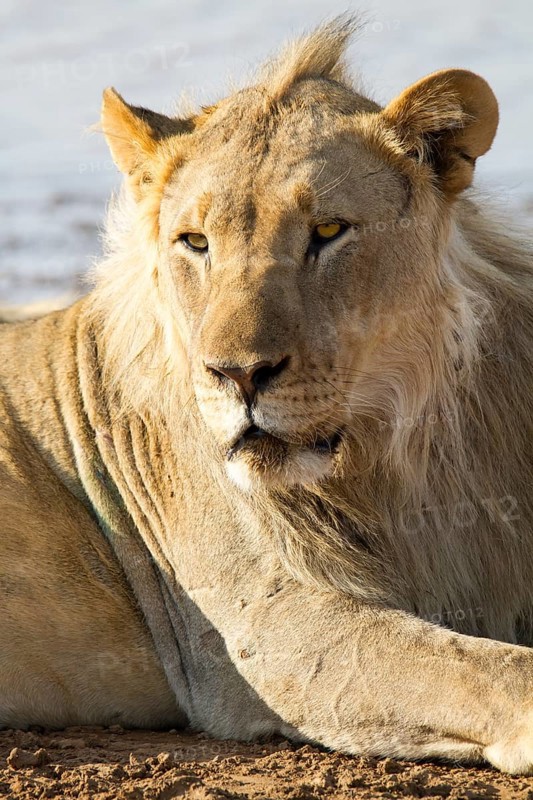 Lion (Panthera leo)