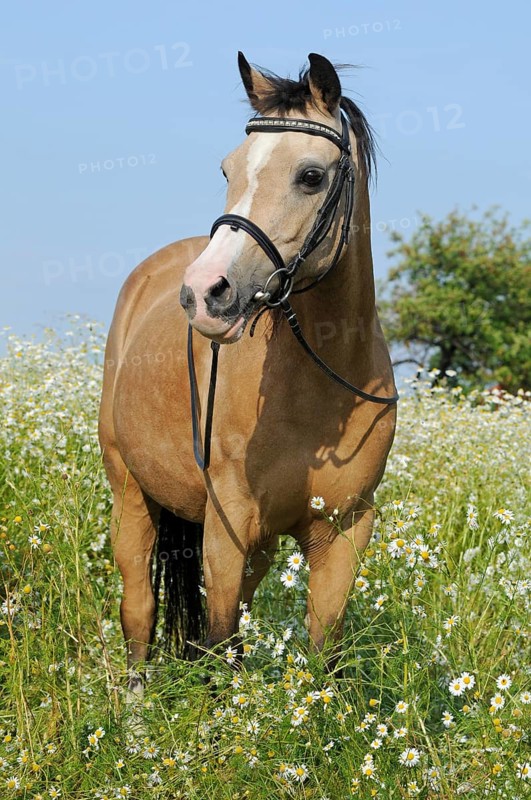 Welsh Pony