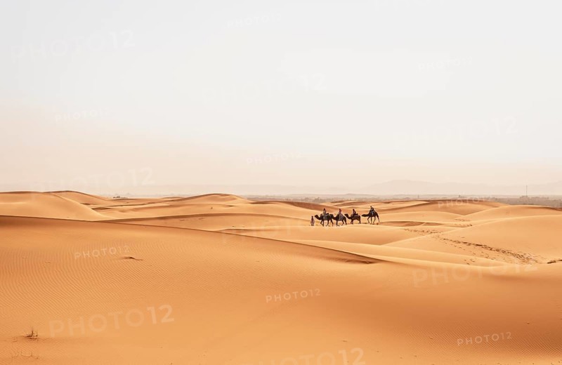 Caravan with dromedaries (Camelus dromedarius)