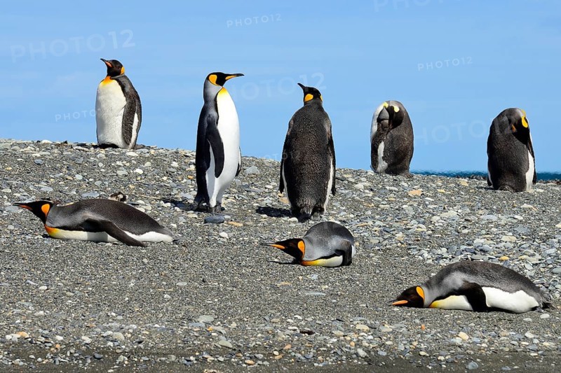 King penguins (Aptenodytes patagonicus)