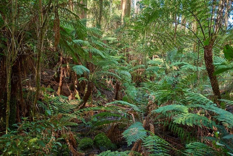 Rainforest with Tree ferns (Cyatheales) and Eucalyptus regnans trees (Eucalyptus regnans)
