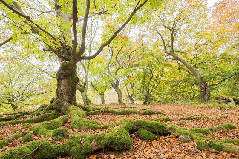 Old beeches (Fagus sylvatica) with mossy roots