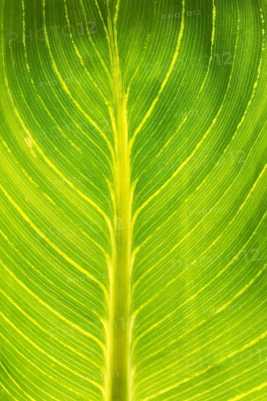 Pretoria Canna Lily (Canna pretoria)