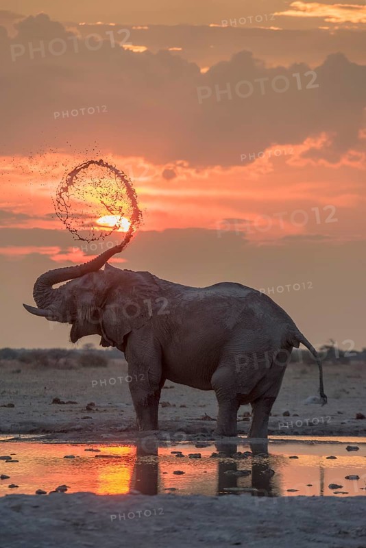 African elephant (Loxodonta africana)