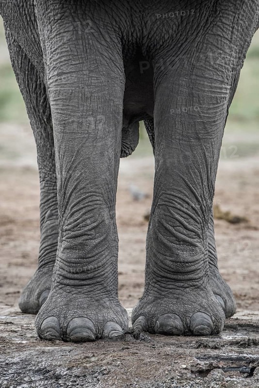 African elephant (Loxodonta africana)
