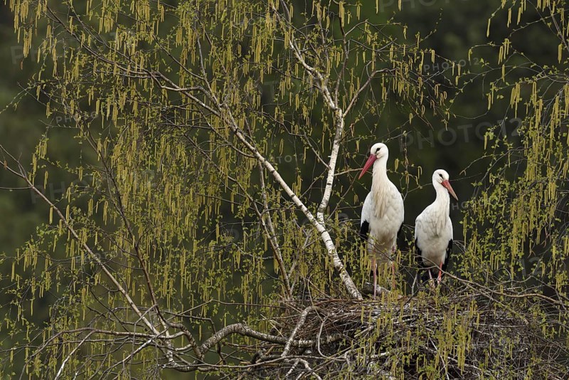 White storks (Ciconia ciconia)