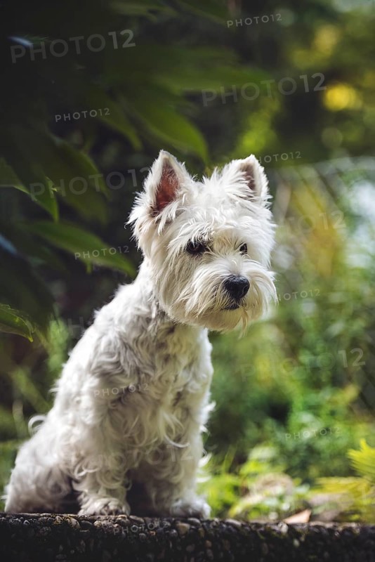 West Highland White Terrier (Canis lupus familiaris) sits on slab in the garden