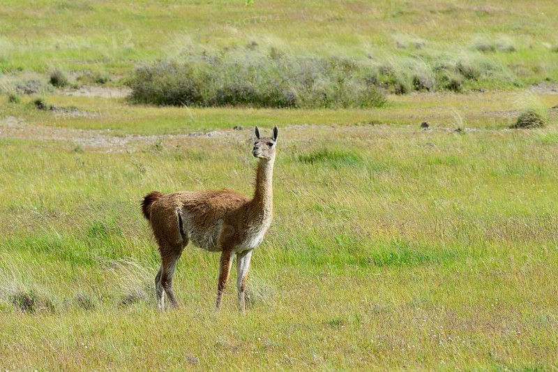 Guanaco (Lama guanicoe) standing in a meadow