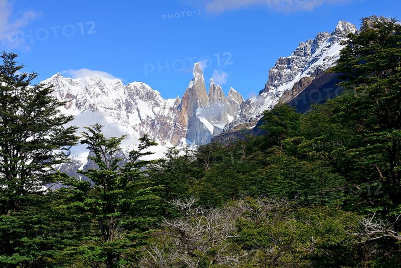 View through forest on Cerro Torre and Cerro Adela