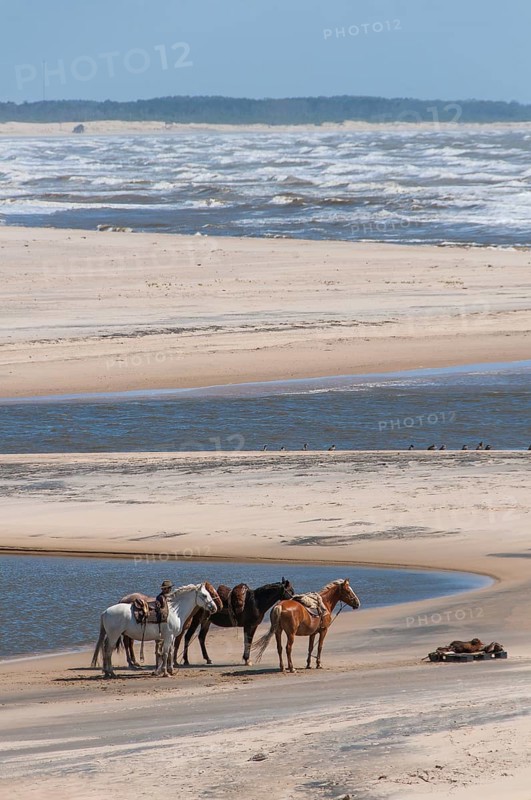 Riding horses at the estuary of the Atlantic into the Laguna de Castillo