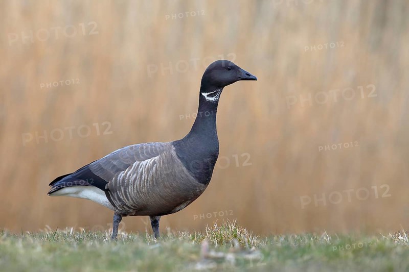 Brant Goose (Branta bernicla) stands in a meadow