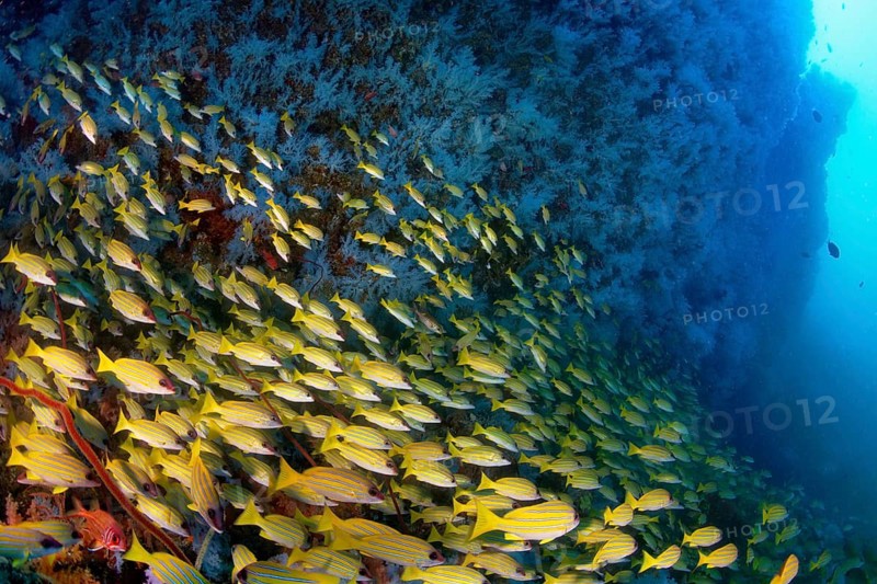 Large shoal of Bluestripe snapper (Lutjanus kasmira) with blue hanging soft corals (Alcyonacea)