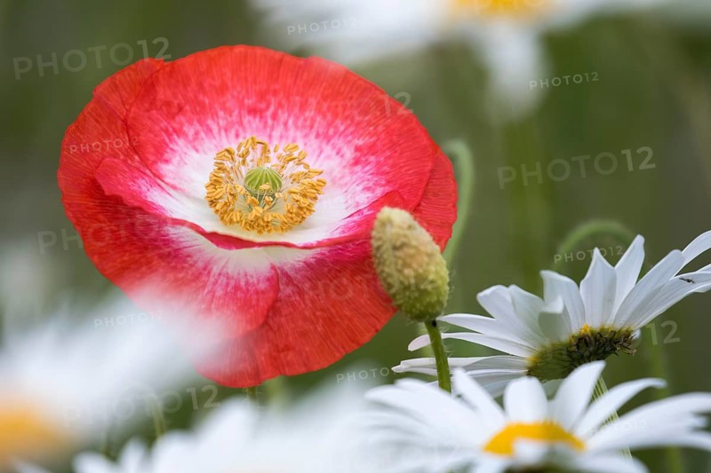 Corn poppy (Papaver rhoeas)