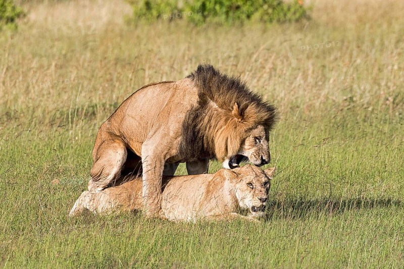 Lions (Panthera leo)