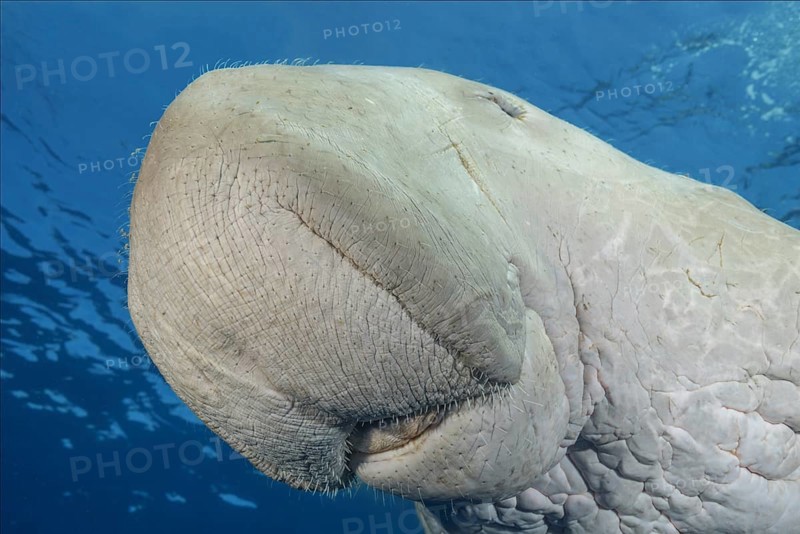 Dugong (Dugong dugon) swims under surface of the blue water