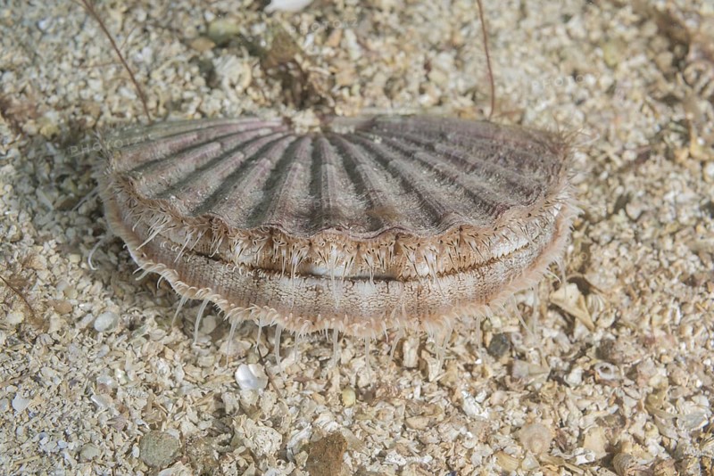 Queen scallop (Aequipecten opercularis) on sandy bottom