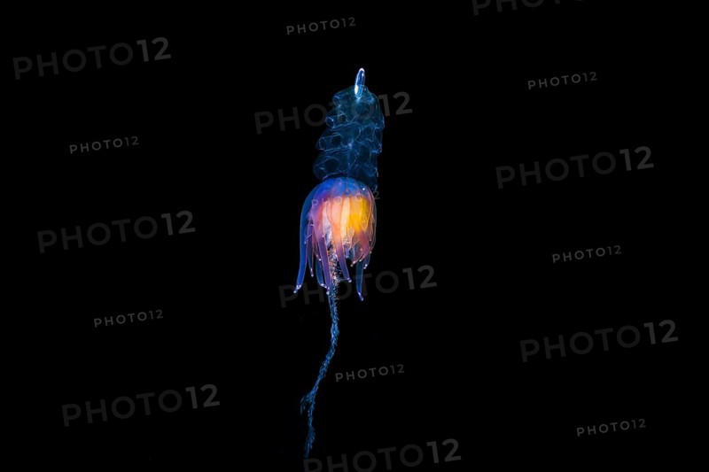 Hula Skirt Siphonophore (Physophora hydrostatica)