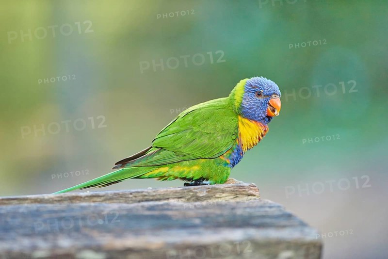 Rainbow lorikeet (Trichoglossus moluccanus)