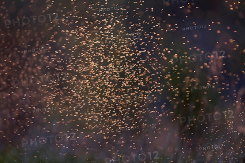 Dancing mosquitoes against the light at a river in Saxony-Anhalt