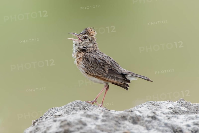 Rufous-naped lark (Mirafra africana) sits on a stone
