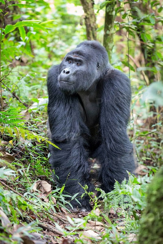 Mountain gorilla (Gorilla beringei beringei)