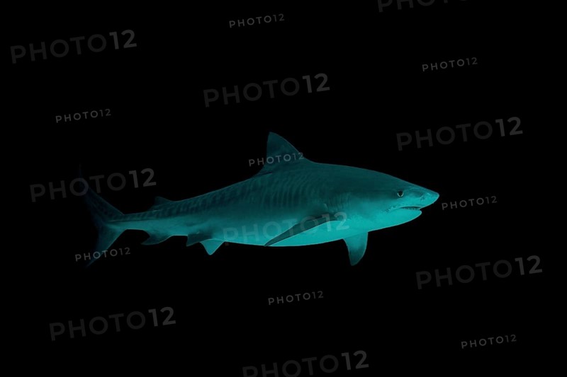 Tiger Shark (Galeocerdo cuvier) swims in the night