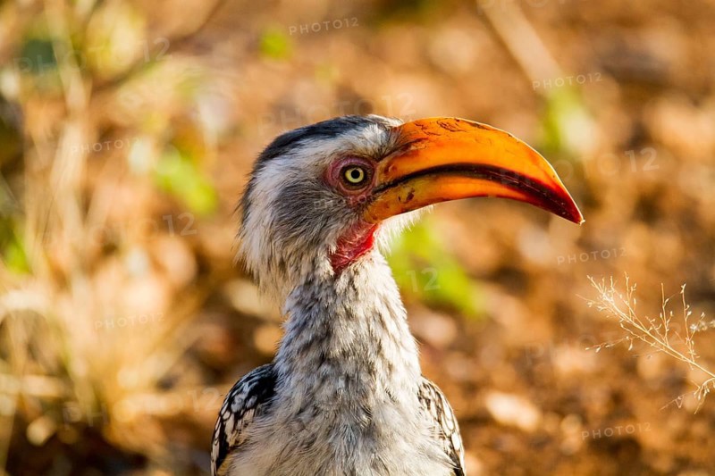 Southern Yellow-billed Hornbill (Tockus leucomelas)