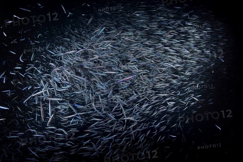 A large school of Whitebait