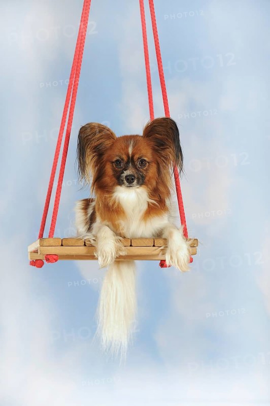 Papillon