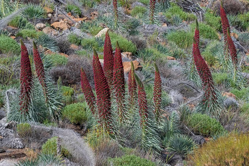 Blooming Echium wildpretii (Echium wildpretii)