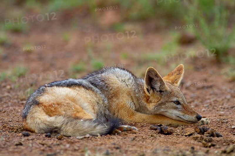 Black-backed Jackal (Canis mesomelas)