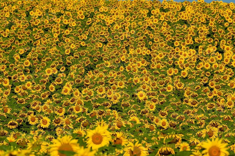 Field of sunflowers