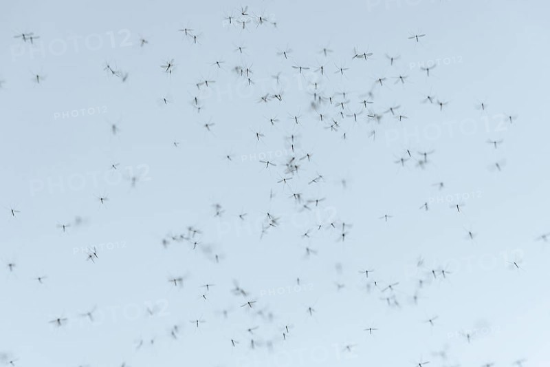 Mosquito swarm (Culicidae)