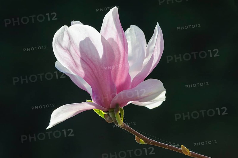 Flowering of Chinese Magnolia (Magnolia x soulangeana)