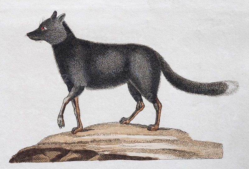 Silver fox