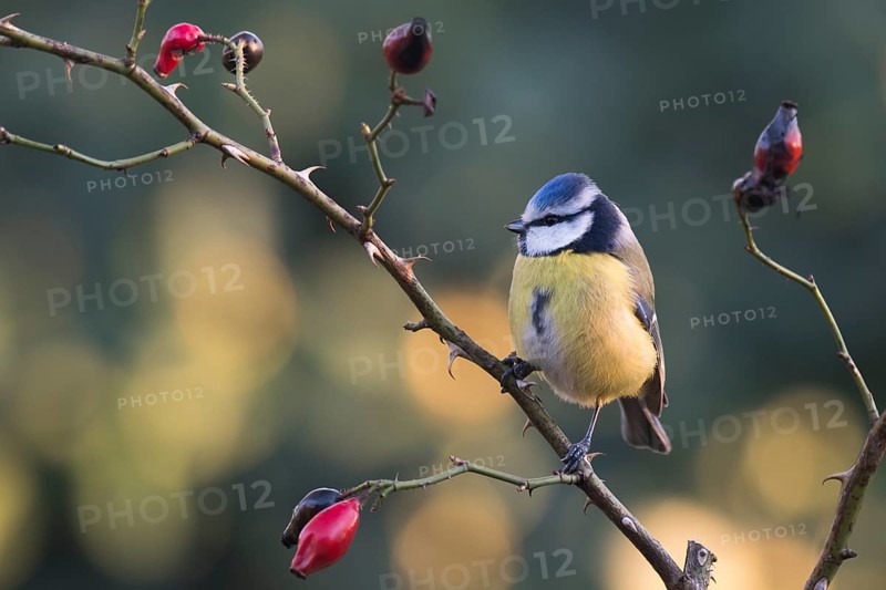 Blue Tit (Parus caerulea) on a rosehip branch