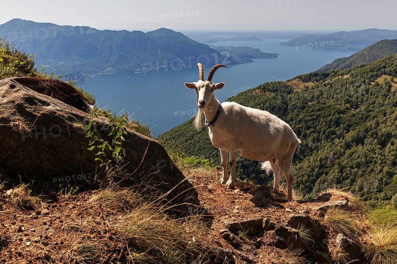 Goat (Capra) on Monte Morissolo