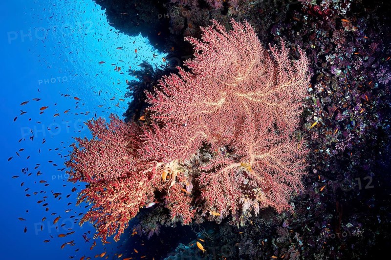 Cherry Blossom Coral (Siphonogorgia godeffroyi)
